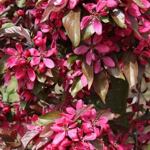  Malus X Moerslandii Profusion Improved - Flowering Crab Apple