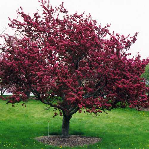  Malus X Moerslandii Profusion Improved - Flowering Crab Apple