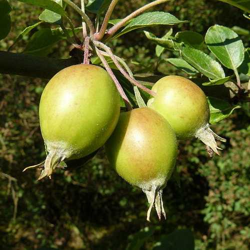  Malus John Downie