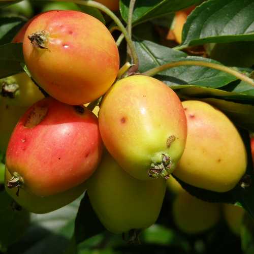  Malus John Downie