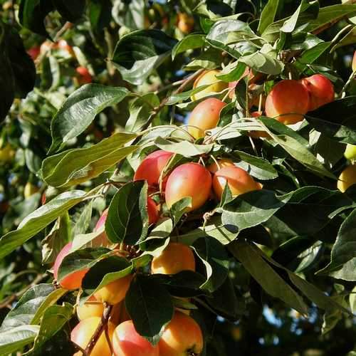  Malus John Downie