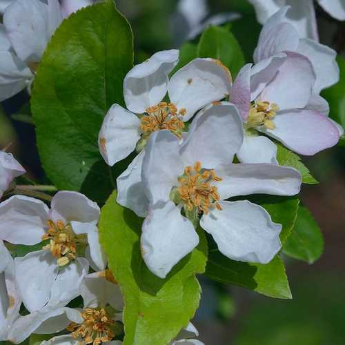  Malus X Robusta Red Sentinel - Flowering Crab Apple