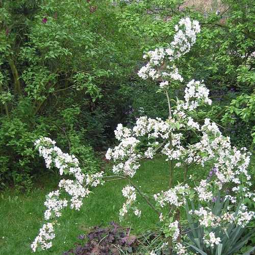  Malus X Robusta Red Sentinel - Flowering Crab Apple