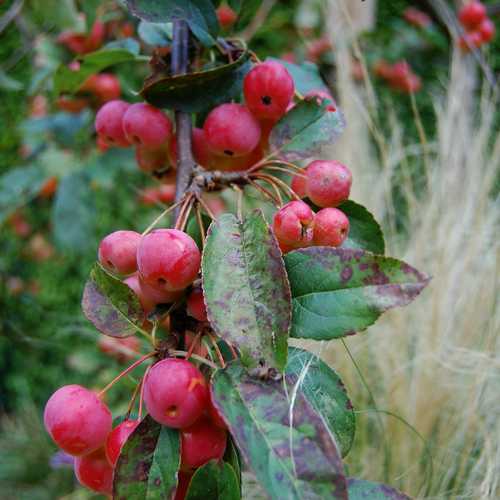  Malus X Robusta Red Sentinel - Flowering Crab Apple