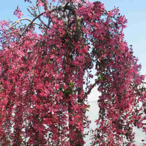  Malus Royal Beauty