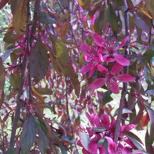  Malus Royal Beauty