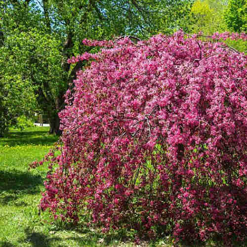  Malus Royal Beauty
