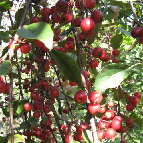  Malus Royal Beauty
