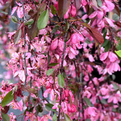  Malus Royal Beauty