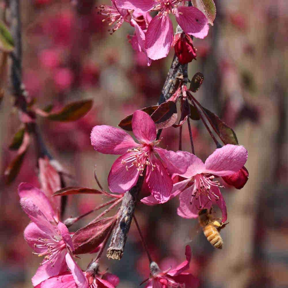  Malus Royal Beauty