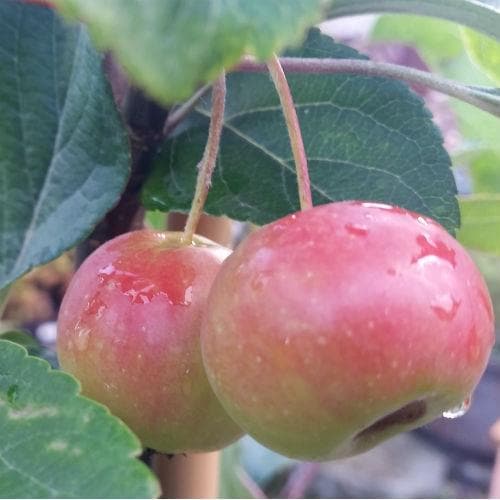  Malus Gorgeous - Flowering Crab Apple