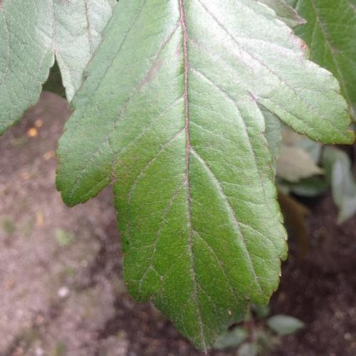  Malus X Moerslandii Profusion Improved - Flowering Crab Apple