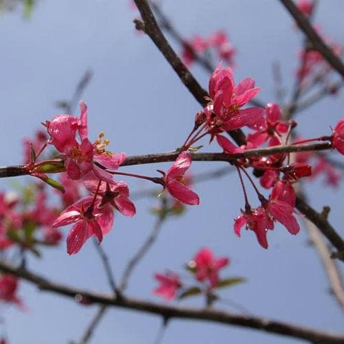  Malus Prairie Fire - Flowering Crab Apple