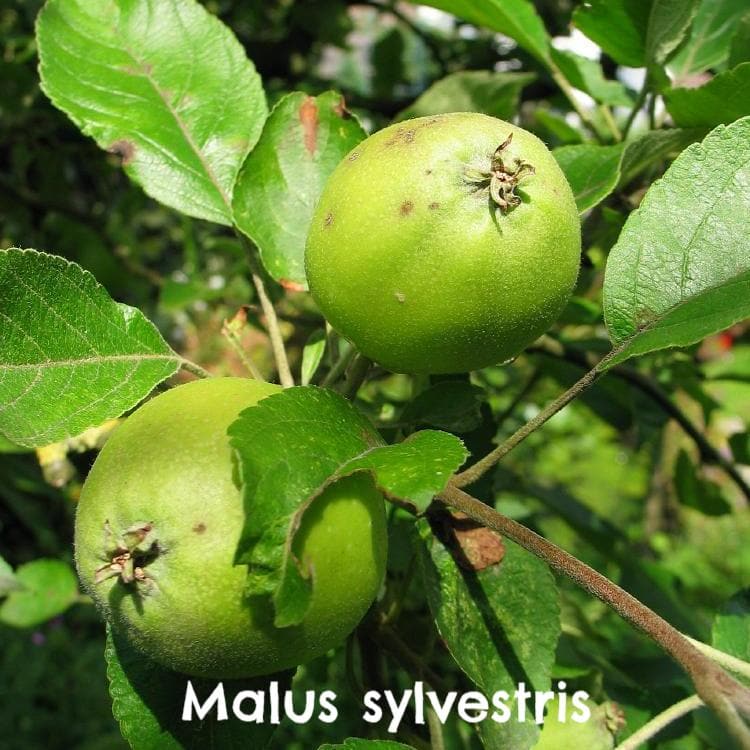  Native Wildlife Fruiting Hedge Mix