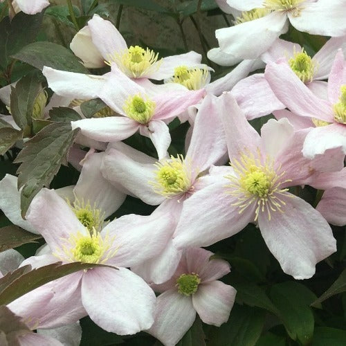  Clematis Montana Mayleen