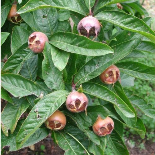  Medlar Brabant Giant