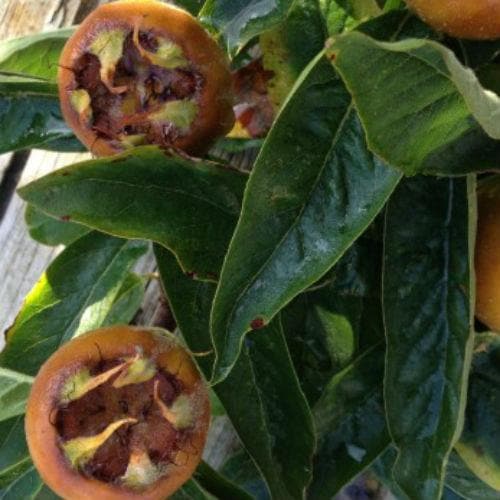 Medlar Nottingham