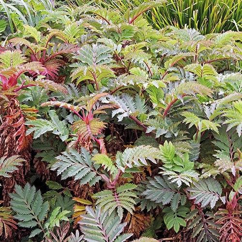  Melianthus Major