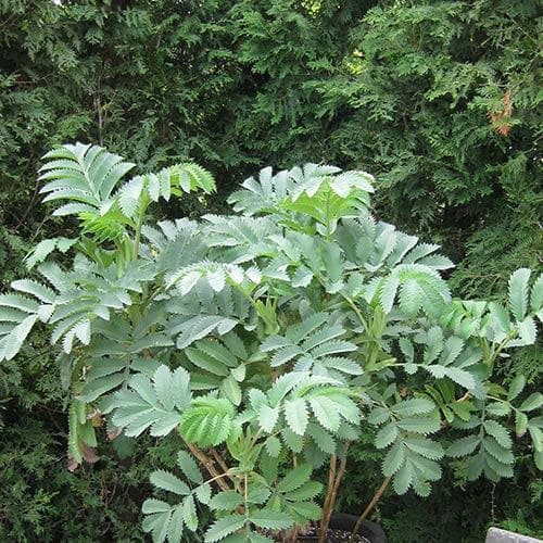  Melianthus Major