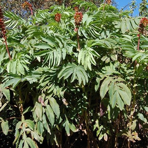  Melianthus Major