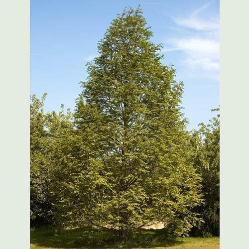  Metasequoia Glyptrostroboides - Dawn Redwood