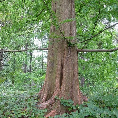  Metasequoia Glyptrostroboides Gold Rush