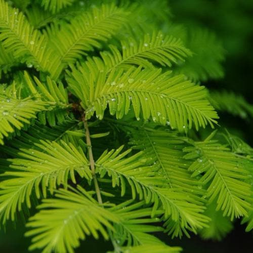  Metasequoia Glyptrostroboides Gold Rush