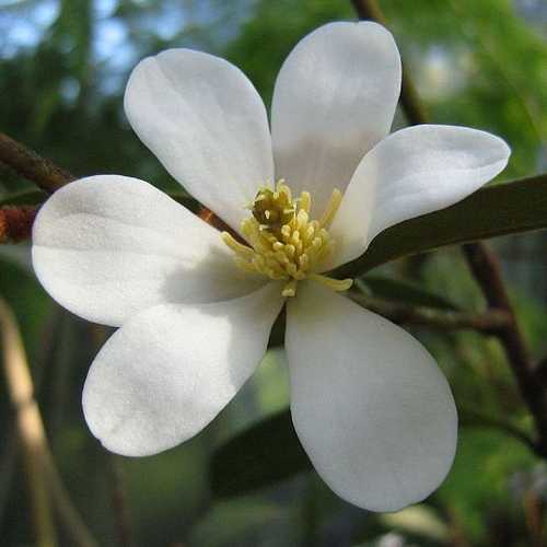  Magnolia Laevifolia (Michelia Yunnanensis)