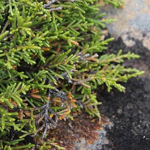  Microcachrys Tetragona - Creeping Strawberry Pine