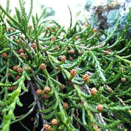  Microcachrys Tetragona - Creeping Strawberry Pine