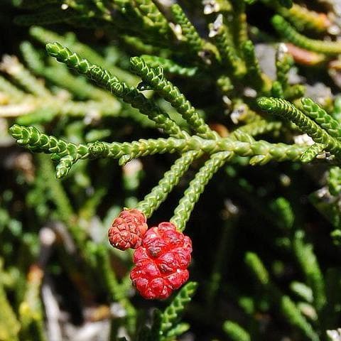  Microcachrys Tetragona - Creeping Strawberry Pine