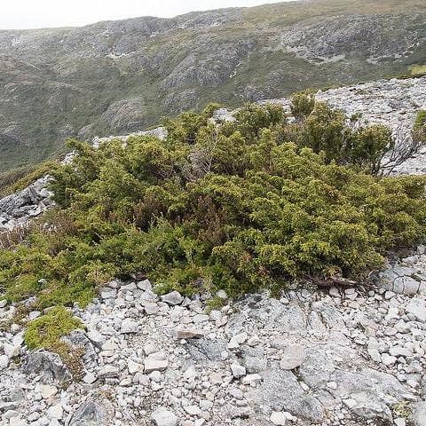  Microcachrys Tetragona - Creeping Strawberry Pine