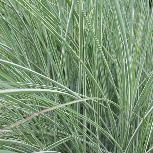  Miscanthus Sinensis Morning Light