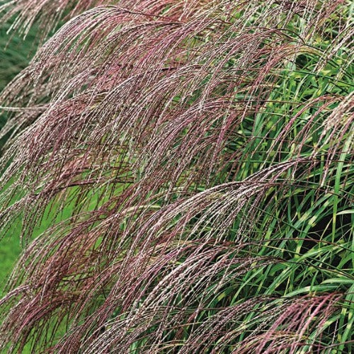  Miscanthus Sinensis Little Zebra
