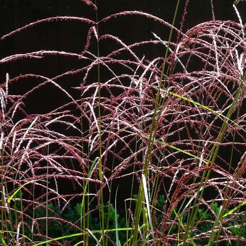  Miscanthus Sinensis Malepartus