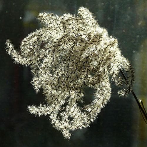  Miscanthus Sinensis Malepartus