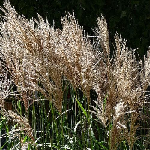  Miscanthus Sinensis Malepartus