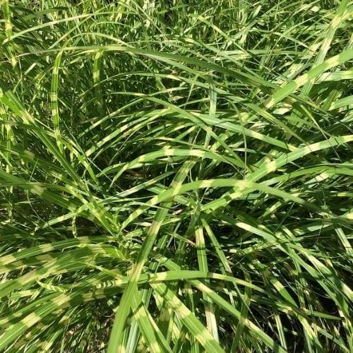  Miscanthus Sinensis Little Zebra