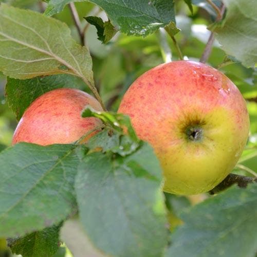  Apple Munster Tulip