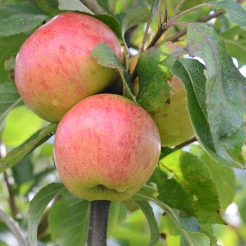  Apple Munster Tulip