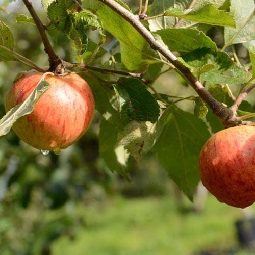  Apple Munster Tulip