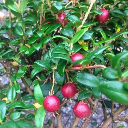  Myrtus Ugni Red Devil