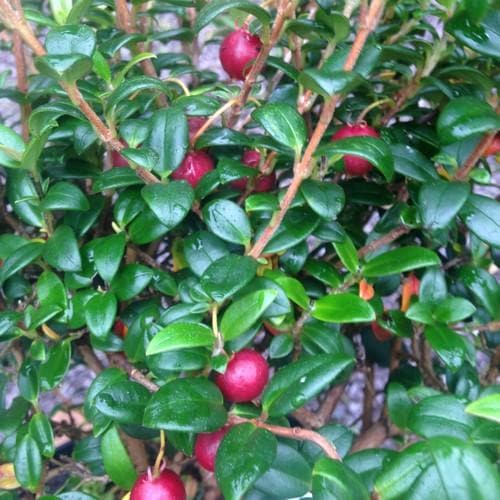  Myrtus Ugni- Chilean Guava