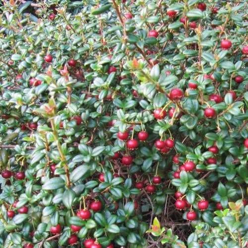  Myrtus Ugni Red Devil