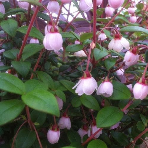  Myrtus Ugni Ka-pow