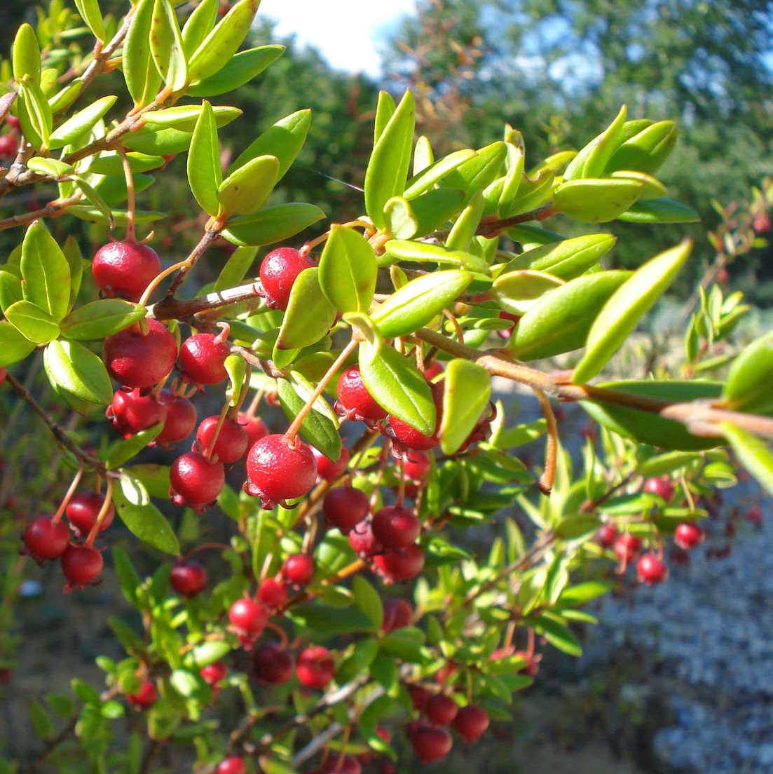 Myrtus Ugni Ka-pow