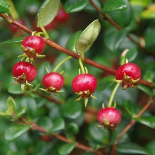  Myrtus Ugni Ka-pow