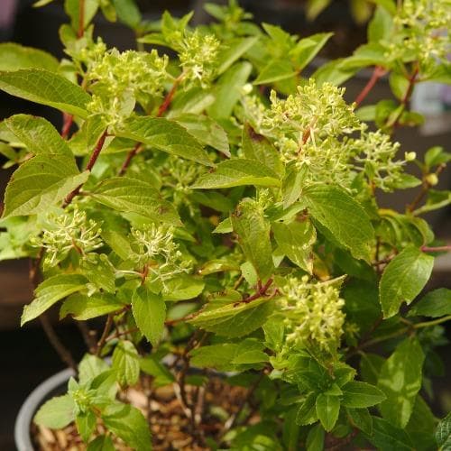  Hydrangea Paniculata Magical Andes