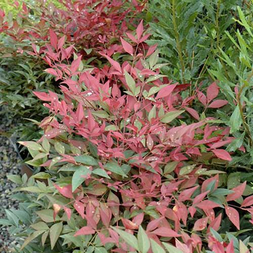  Nandina Domestica Obsessed