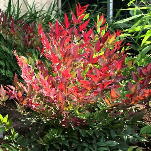  Nandina Domestica Obsessed
